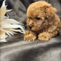 Bear, superbe mâle type caniche nain couleur rouge #4