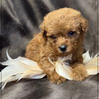 Bear, superbe mâle type caniche nain couleur rouge #5