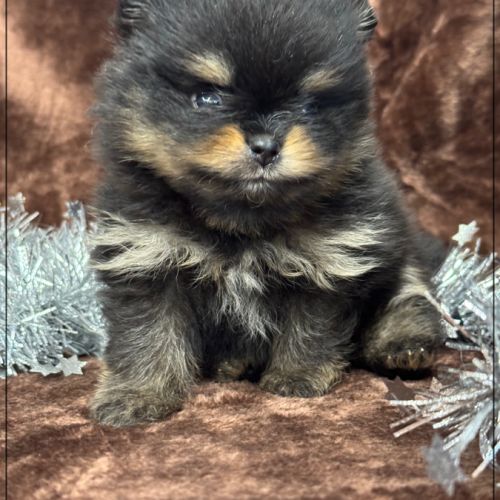 Charly, superbe mâle type spitz nain poméranien