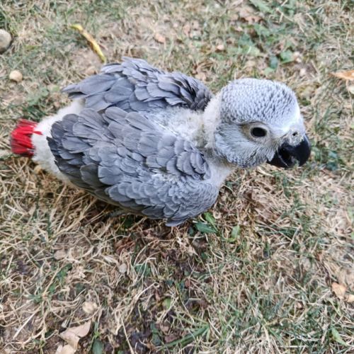 Gris gabon a réserver #0