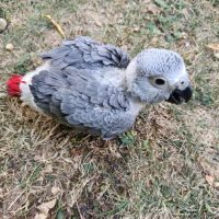 Gris gabon a réserver