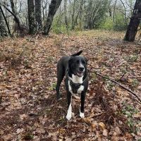 Chien anka à l adoption