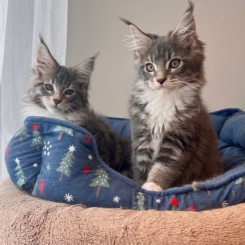 Chatons maine coon loof #2