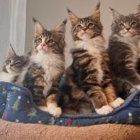 Chatons maine coon loof