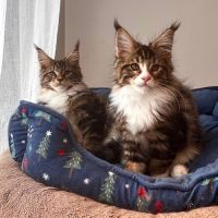 Chatons maine coon loof #3