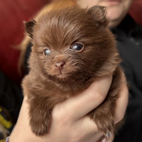 3 spitz nain pomeranian disponibles #0