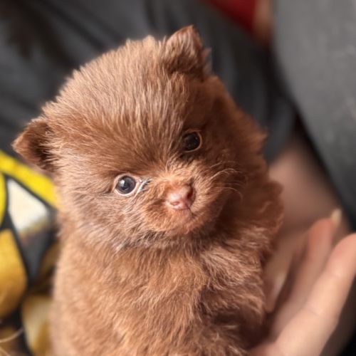 3 spitz nain pomeranian disponibles #3