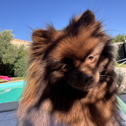 3 spitz nain pomeranian disponibles #4