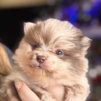 3 spitz nain pomeranian disponibles #2