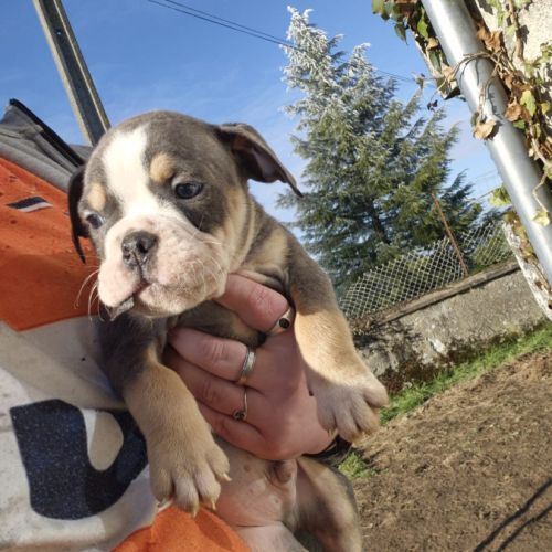 Old english bulldog à adopter #3