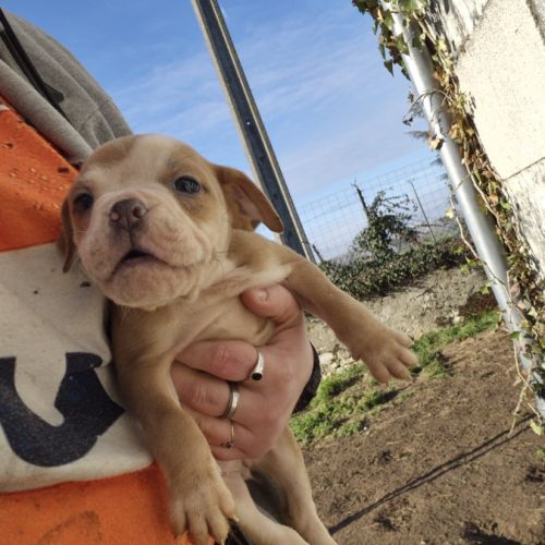 Old english bulldog à adopter #8