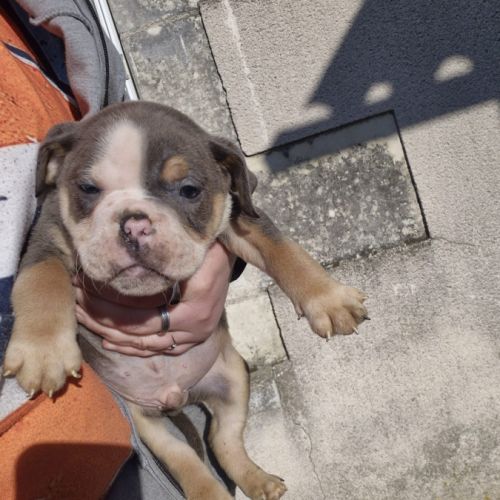 Old english bulldog à adopter #9