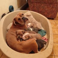 Old english bulldog à adopter #2