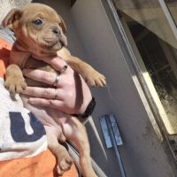 Old english bulldog à adopter #4