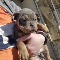Old english bulldog à adopter #5