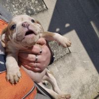 Old english bulldog à adopter #6