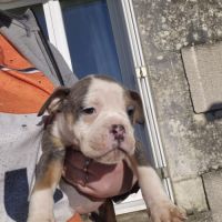 Old english bulldog à adopter #7
