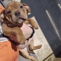 Old english bulldog à adopter #10