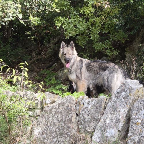 Chiot altdeutsche schäferhund #1