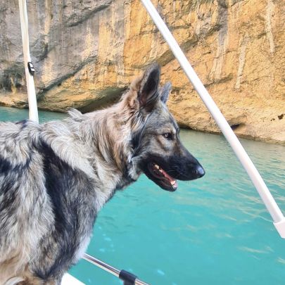 Chiot altdeutsche schäferhund #4