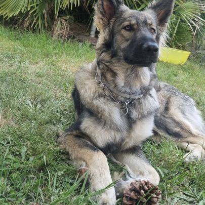 Chiot altdeutsche schäferhund #5