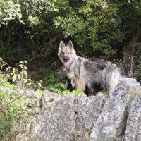 Chiot altdeutsche schäferhund #1