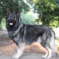 Chiot altdeutsche schäferhund #2