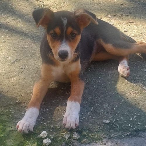 Aloe se trouve dans un refuge en guadeloupe