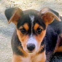 Aloe se trouve dans un refuge en guadeloupe #2