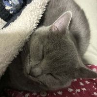 Petite chatonne chartreux loof