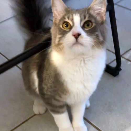 Marlo, câlin et joueur