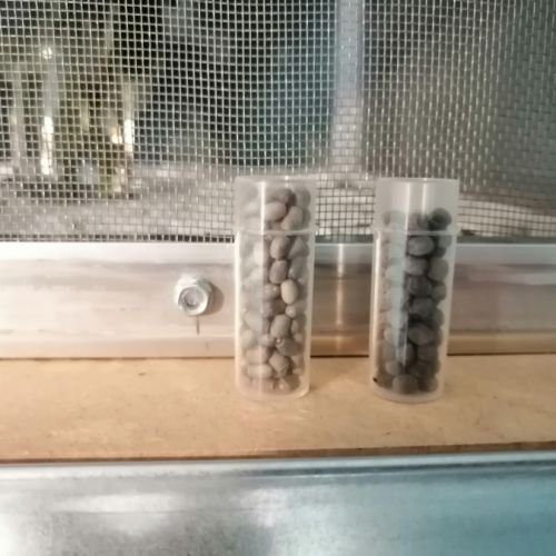 Œufs autolyca herculeana - pharnacia ponderosa