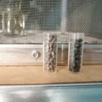 Œufs autolyca herculeana - pharnacia ponderosa