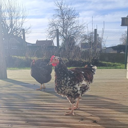 Jeune coq wyandotte #0