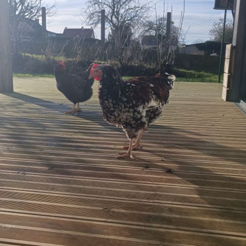 Jeune coq wyandotte #2