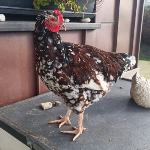 Jeune coq wyandotte #3