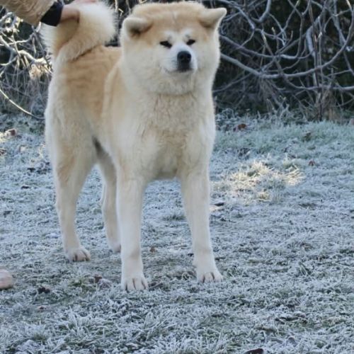 Douce akita inu femelle stérilisée de 8 ans #0