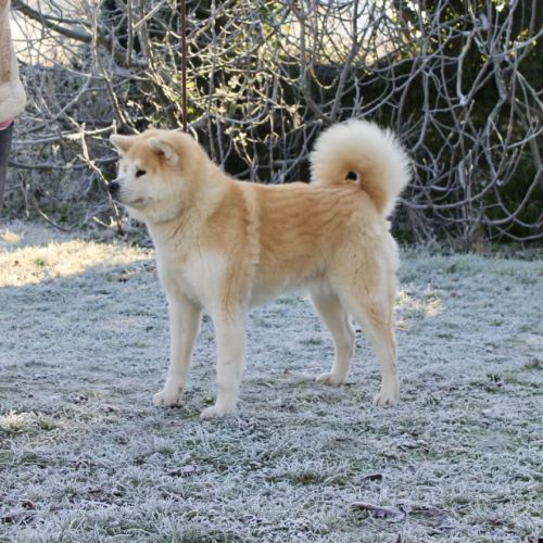 Douce akita inu femelle stérilisée de 8 ans #2