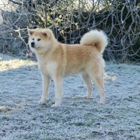 Douce akita inu femelle stérilisée de 8 ans #3