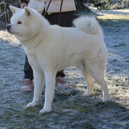 Superbe akita inu blanc de 3 ans #1