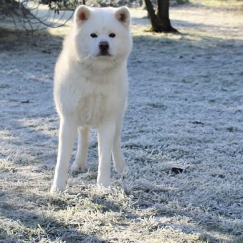Superbe akita inu blanc de 3 ans #0