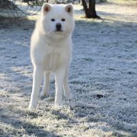 Superbe akita inu blanc de 3 ans