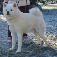 Superbe akita inu blanc de 3 ans #3