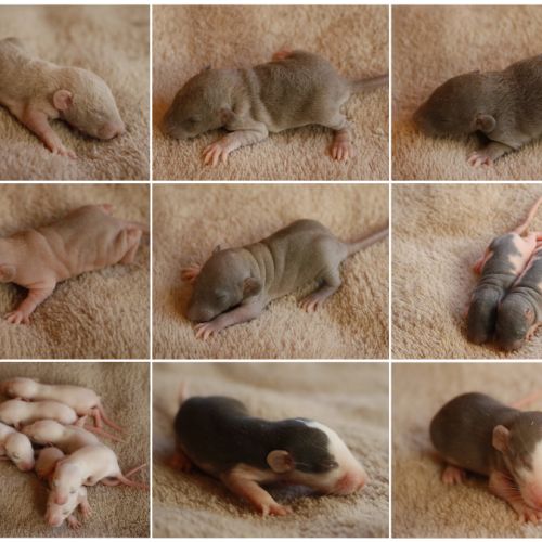 Magnifiques rats norvégiens de compagnie #0