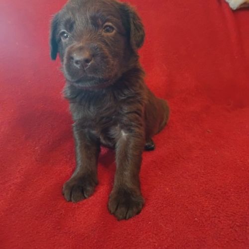 Portée lof de chiots labradors noirs et chocolats #1