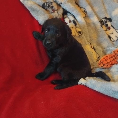 Portée lof de chiots labradors noirs et chocolats #3