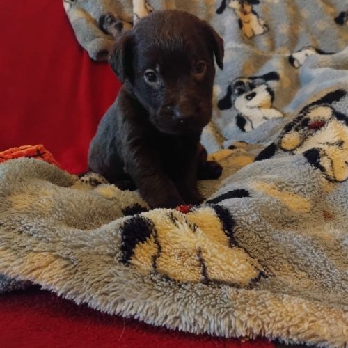 Portée lof de chiots labradors noirs et chocolats #5