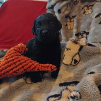 Portée lof de chiots labradors noirs et chocolats #2