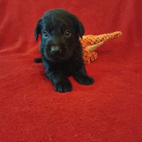 Portée lof de chiots labradors noirs et chocolats #4