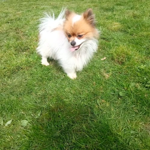 Chiot spitz allemand #0